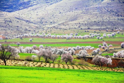 Mardin Yeşilli'de renk cümbüşü